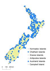 Blechnum chambersii distribution map based on databased records at AK, CHR, OTA & WELT.
 Image: K.Boardman © Landcare Research 2020 CC BY 4.0